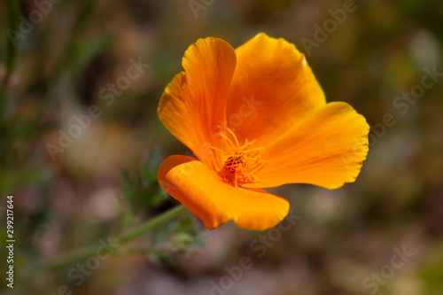 A closeup of a single California golden poppy in the wild. © DAVID