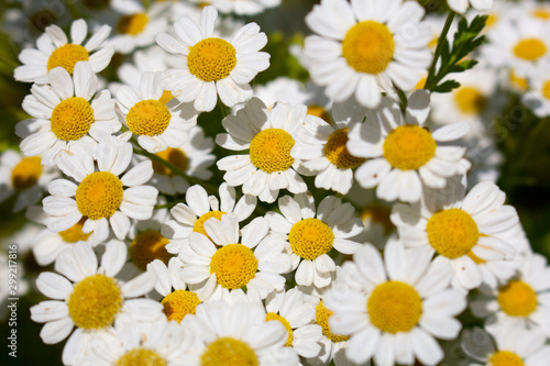 A closeup look at a field of wild chamomile flowers.