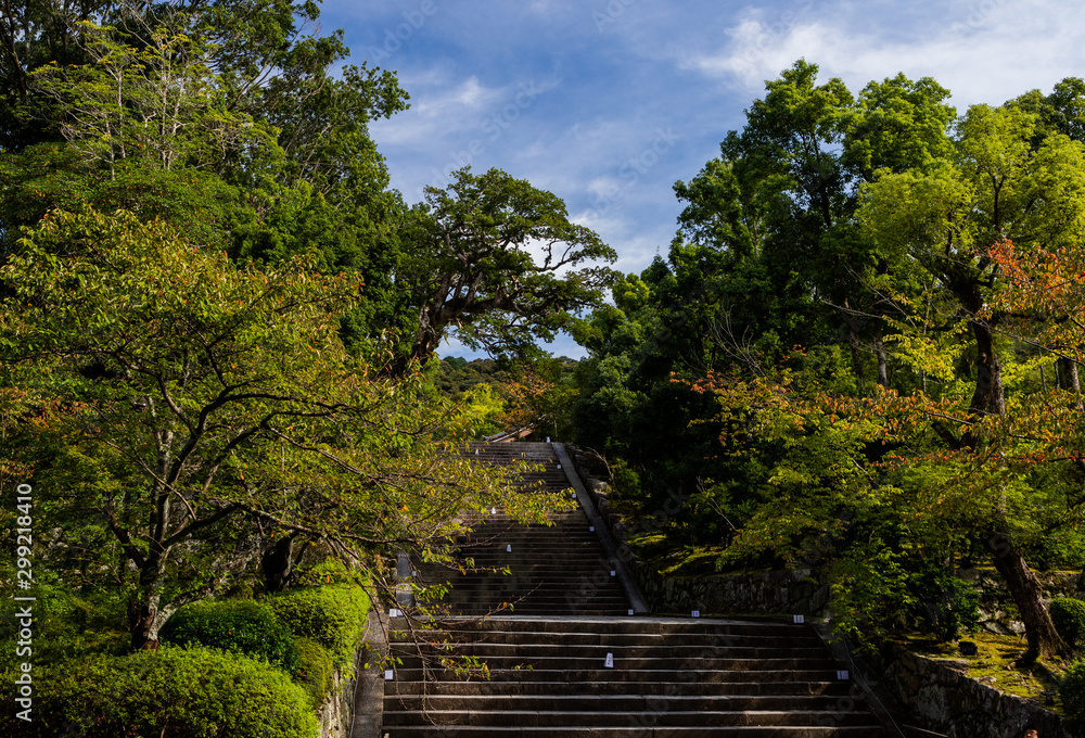 Fototapeta premium beautiful japanese autum nature