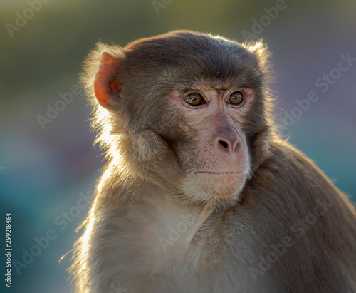 Indian Macaque monkey posing with backlit and great facial detail