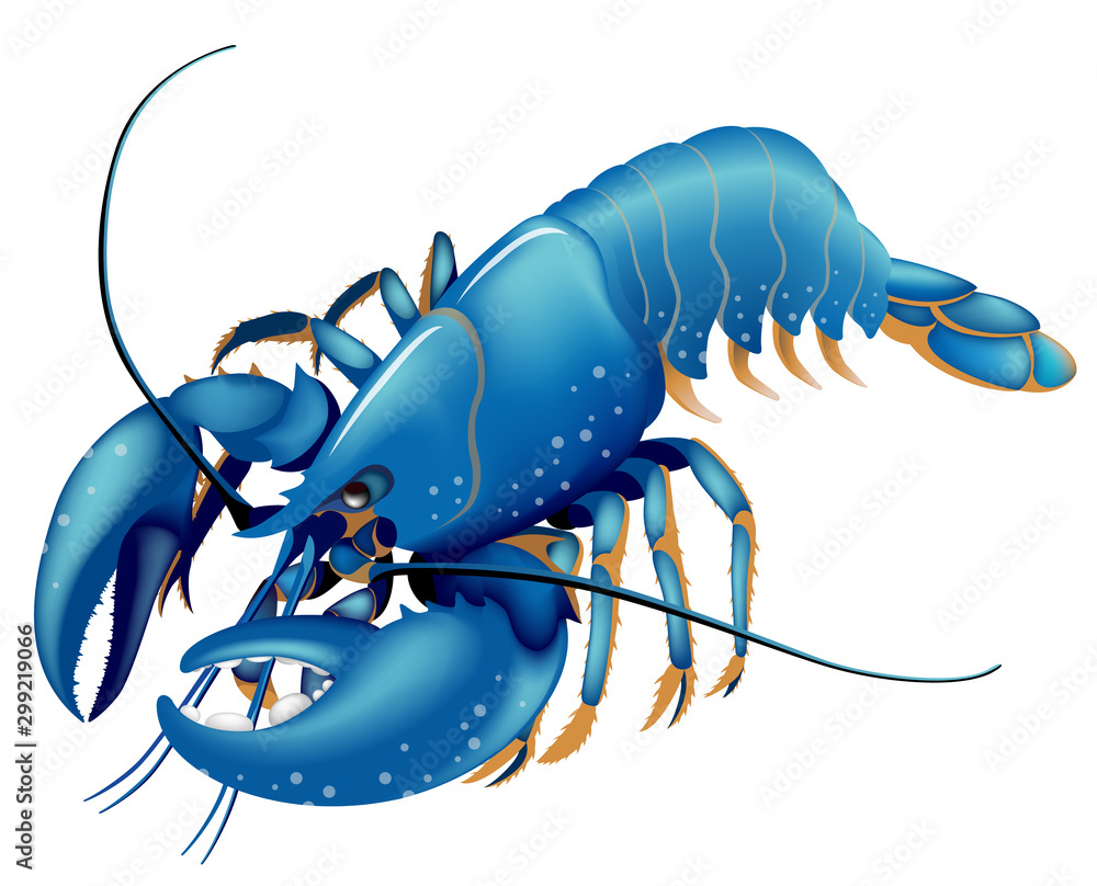 ブルーロブスター 白背景 Stock Vector Adobe Stock
