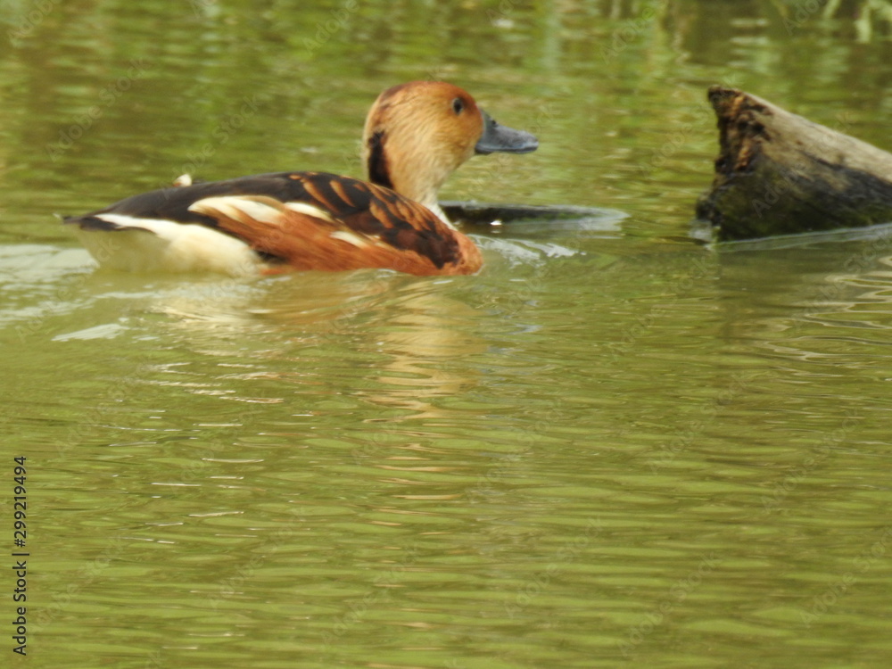 duck in the water duck in the water