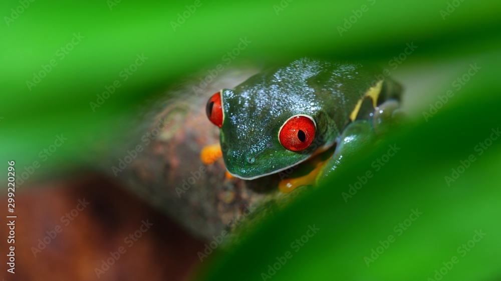 red-eye tree frog Agalychnis callidryas in terrarium Stock Photo | Adobe  Stock