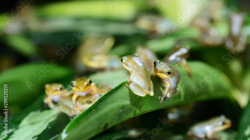 Young Chinese flying frog Rhacophorus dennysii after metamorphose photo