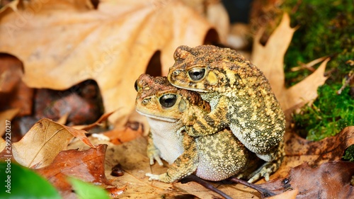 African common toad Amietophrynus gutturalis mating photo