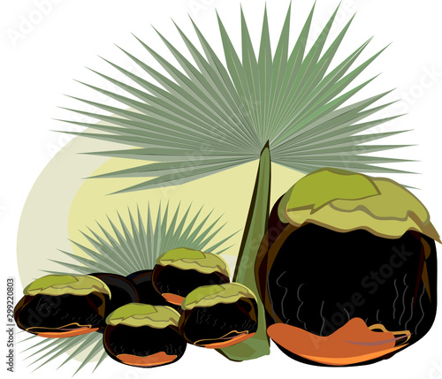 The fruits of Toddy Palm and the leaves, a component of traditional Thai pastry, sugar-making plants, and Asian cooking, illustration