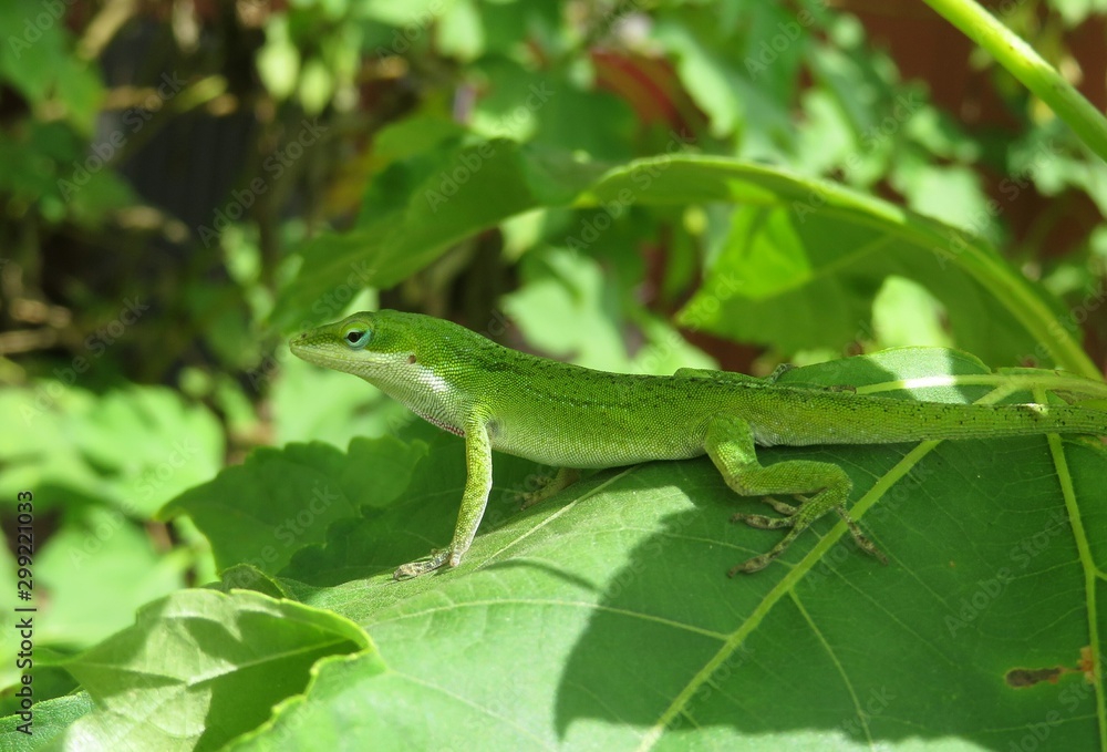 Green anole lizard on leaves background in Florida nature, closeup 