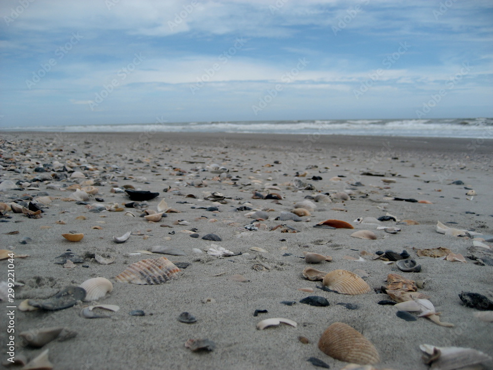 Seashells scattered along the beach Seashells scattered along the beach