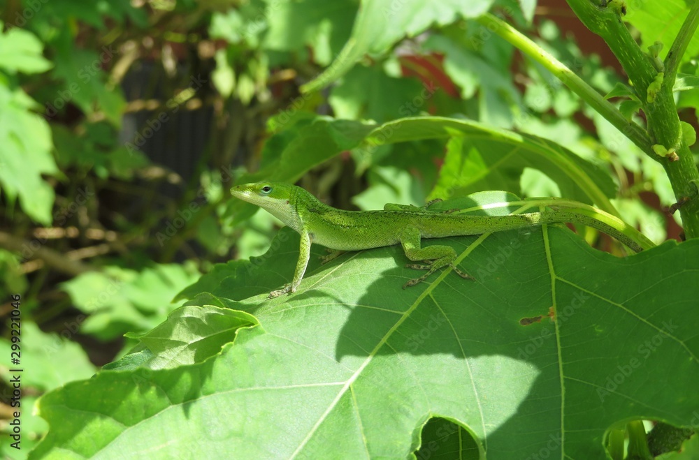 Green anole lizard on plant in Florida nature, closeup Green anole lizard on plant in Florida nature, closeup