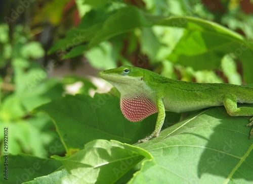 Beautiful green anole lizard on leaves background in Florida nature 