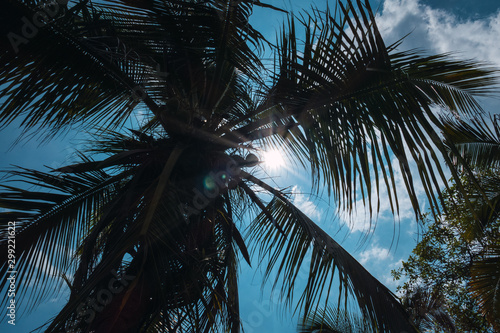 Coconut palm tree foliage under sky. Vintage background. Retro toned poster. © Hector Pertuz