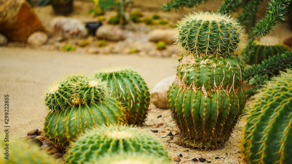 cactus cactus