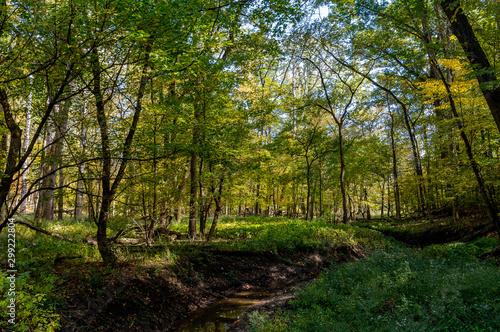 Woodland Stream in Fall © Tom Ramsey