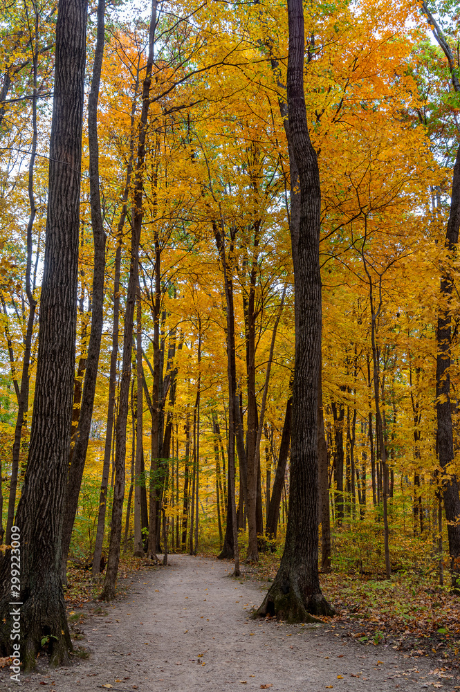 Autumn Trail Vertical