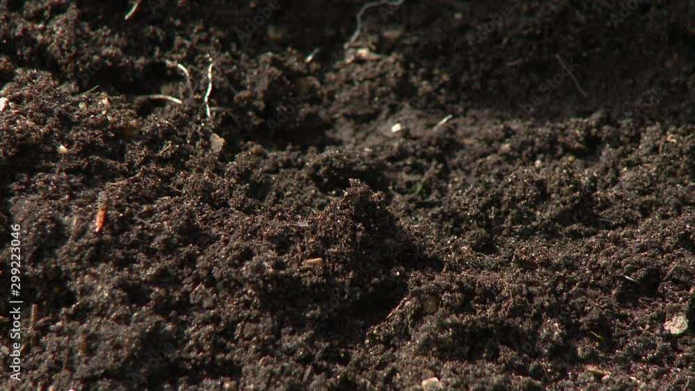 Steady, close up shot of topsoil in a garden. Steady, close up shot of topsoil in a garden.