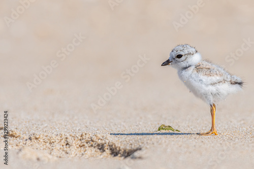 Piping Plover hatchling standing on the beach with its shadow.
