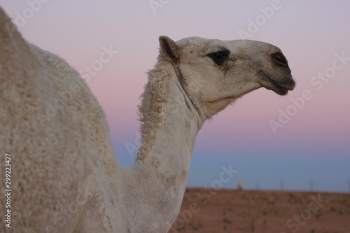 Picture of a camel at sunset