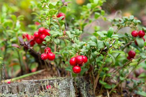 Bilde på lerret Ripe red lingonberries on a bush in the forest