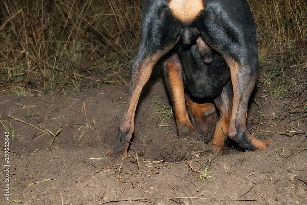 Doberman dog digs its paws and rips teeth pieces of soil in search of a rodent or ground squirrel Doberman dog digs its paws and rips teeth pieces of soil in search of a rodent or ground squirrel