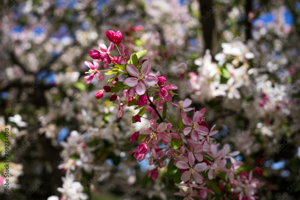 Colour flowers blooming in Spring Colour flowers blooming in Spring