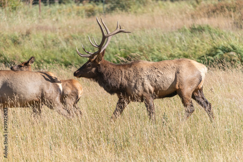 Bull Elk in Rocky Mountain National Park 