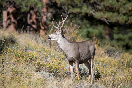 Mule Deer in Rocky Mountain National part	