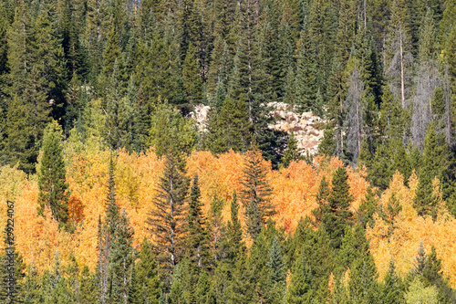 Beautiful Fall Foliage in Northern Colorado 
