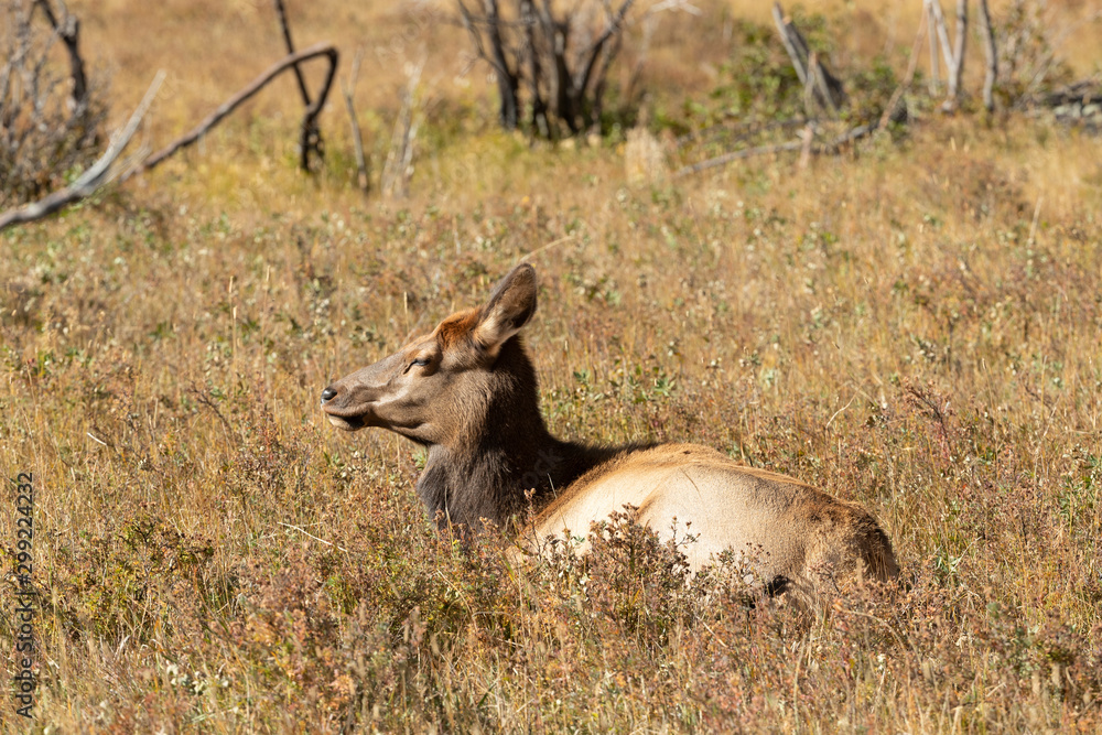 Obraz premium Female Elk in Rocky Mountain National Park