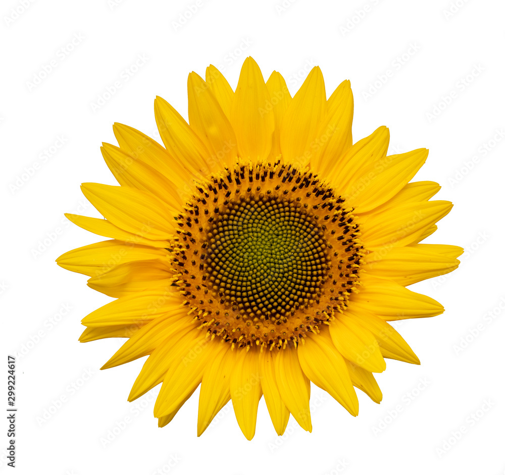Fototapeta premium Flower of sunflower isolated on white background. Seeds and oil. Flat lay,