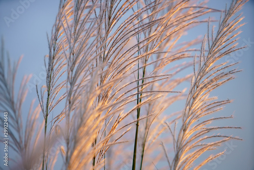 wind blowing reeds flower against sunset light