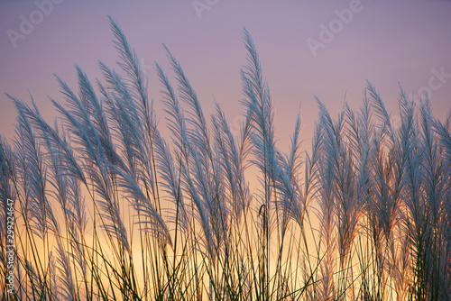 wind blowing reeds flower against sunset light photo