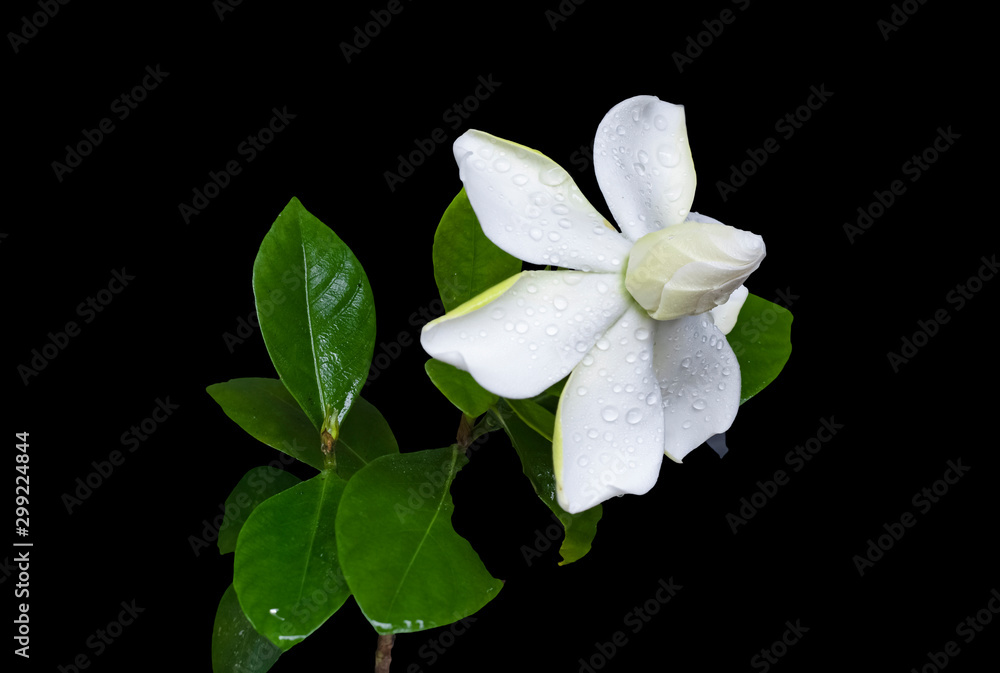 Obraz premium Gardenia jasminoides or Cape jasmine flower on black background