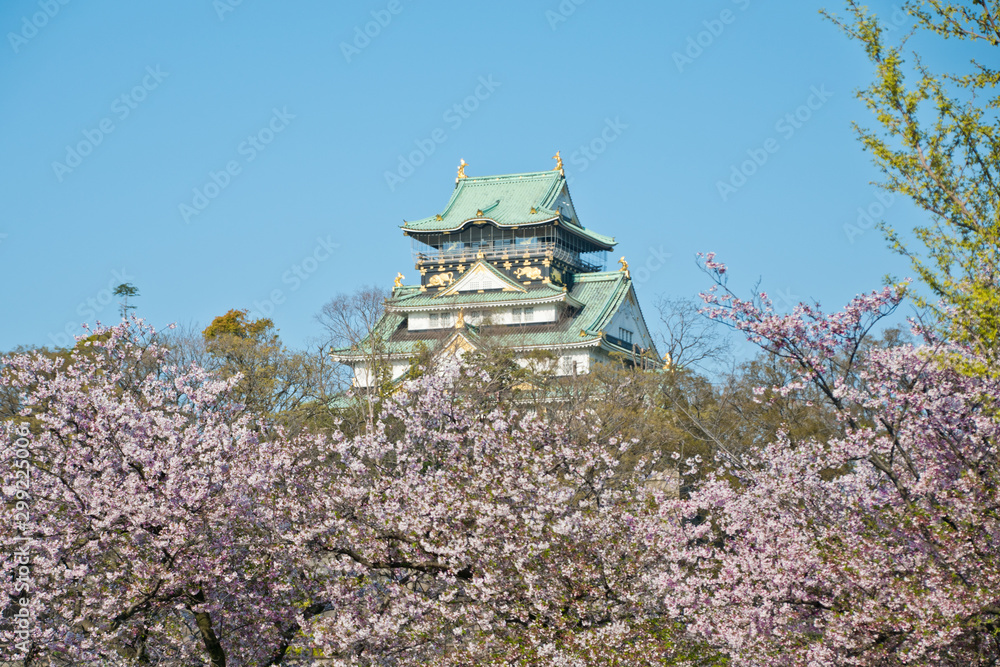 Cherry blossoms at Osaka castle in Japan Cherry blossoms at Osaka castle in Japan
