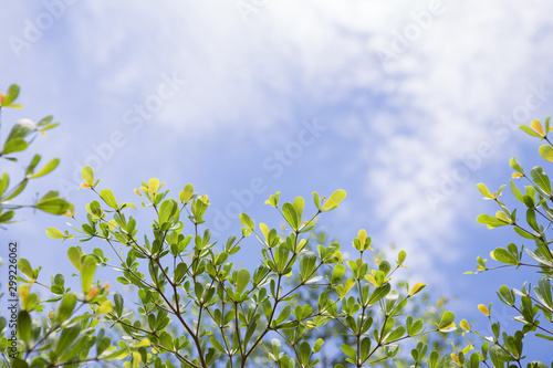 Beautiful Leaves on the sky and clouds background  and copy space © chalongrat