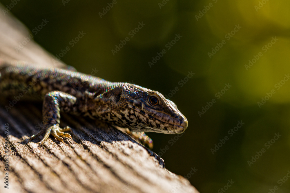 Obraz premium Nature