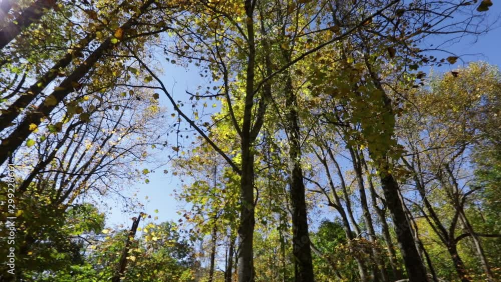 A wide pan of the fun shining through the forest trees. A wide pan of the fun shining through the forest trees.