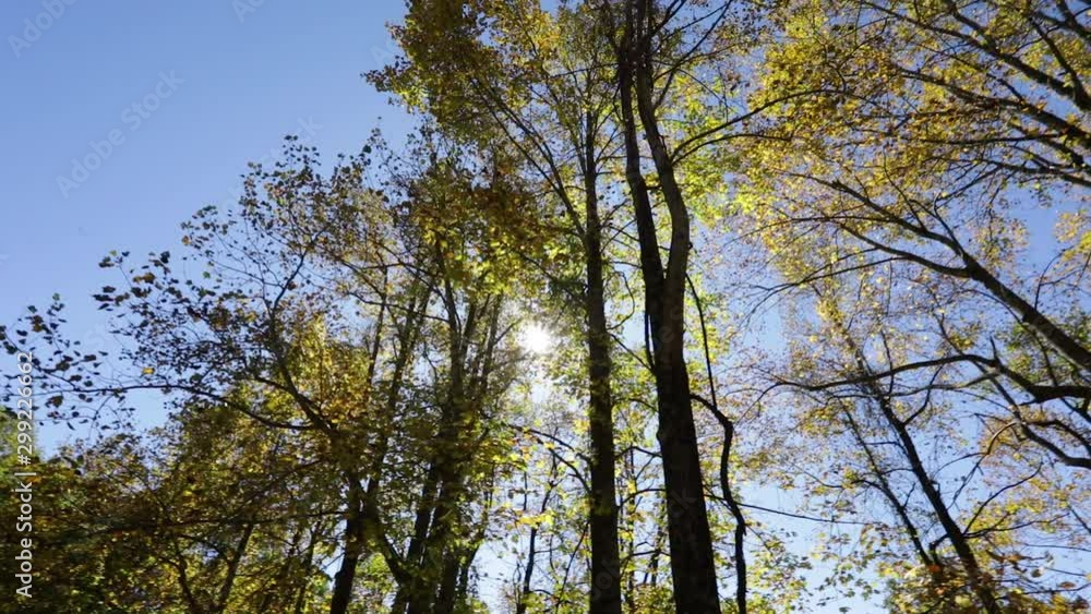 Hawks soaring through the sky and through the forest trees. Hawks soaring through the sky and through the forest trees.