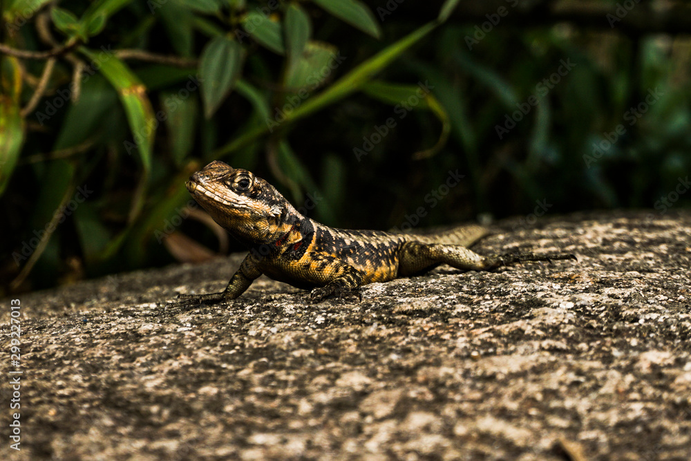 lizard on rock lizard on rock