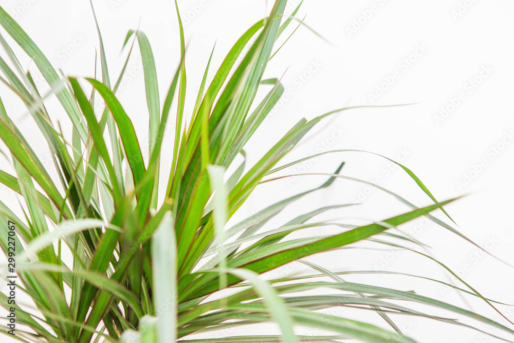 Green plant Green plant