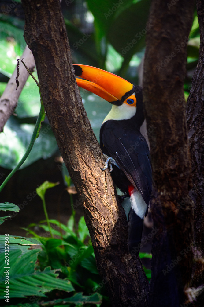 Toucan bird has a big orange beak Toucan bird has a big orange beak