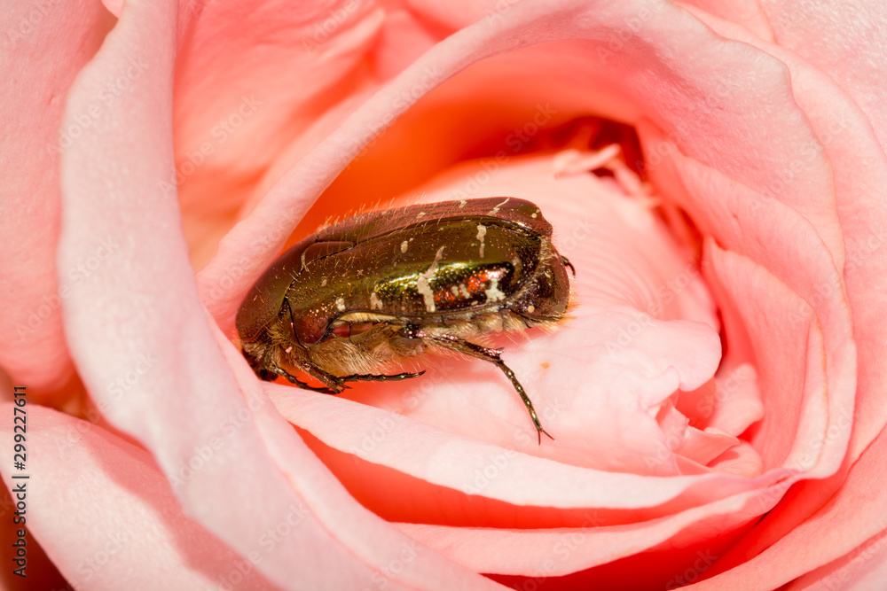 Obraz premium Green rose chafer or cetonia aurata inside a rose flower