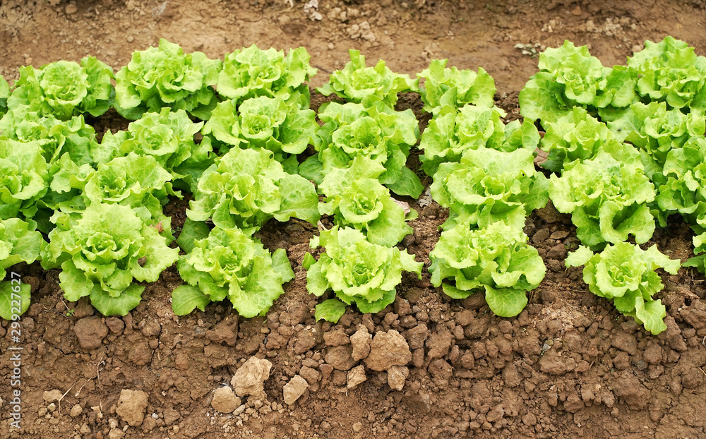 lettuce vegetable salad growing in rural farmland lettuce vegetable salad growing in rural farmland