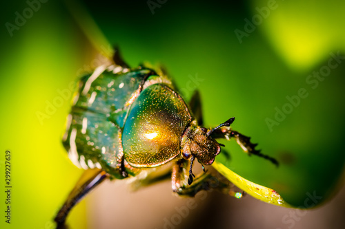 Close up view on the head of a cetonia aurata © Yggdrasill