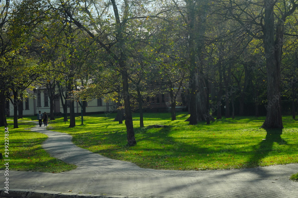 Obraz premium 道と木漏れ日