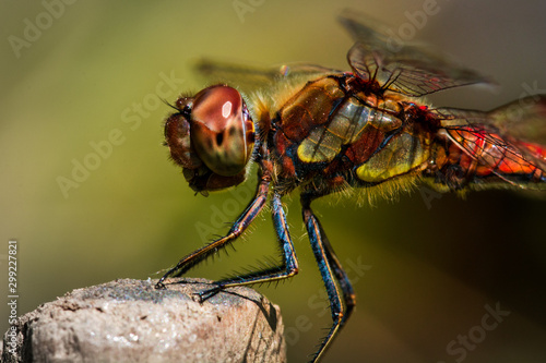 Close up view on the head of a common darter dragonfly or sympetrum striolatum