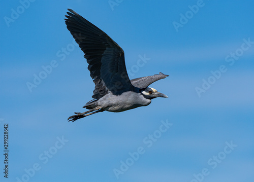 Yellow-crowned Night Heron in flight against a blue sky.