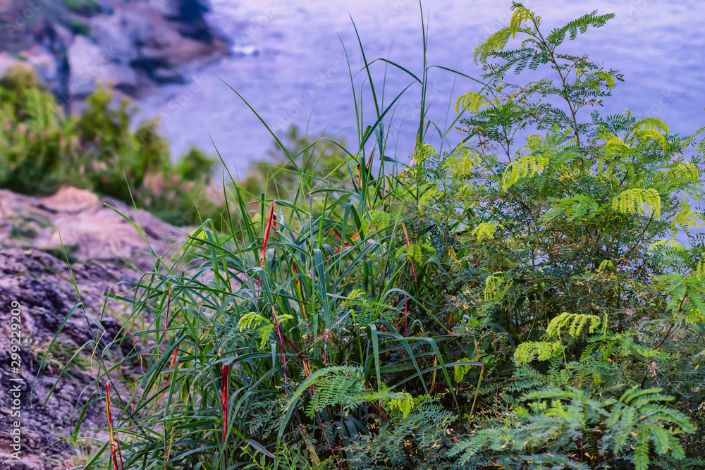 Tropical plants on a cliff side with an ocean background.