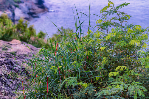 Obraz na płótnie Tropical plants on a cliff side with an ocean background. w salonie