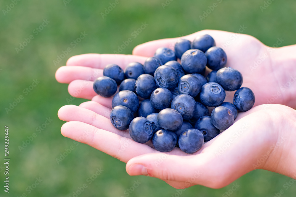 Hands holding handfull of fresh ripe superfood blueberries on a green background Hands holding handfull of fresh ripe superfood blueberries on a green background