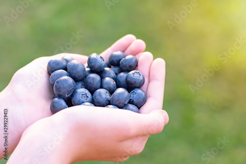 Hands holding handfull of fresh ripe superfood blueberries on a green background filled with sunlight